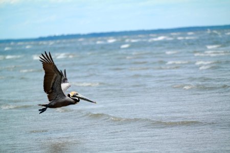 pelican flying above water photo