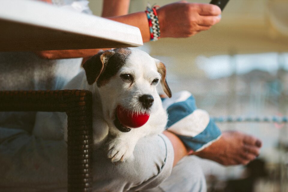 Canine colorful colourful photo