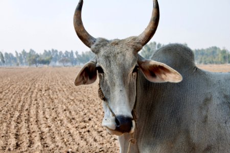 India, Paniwala, Farm