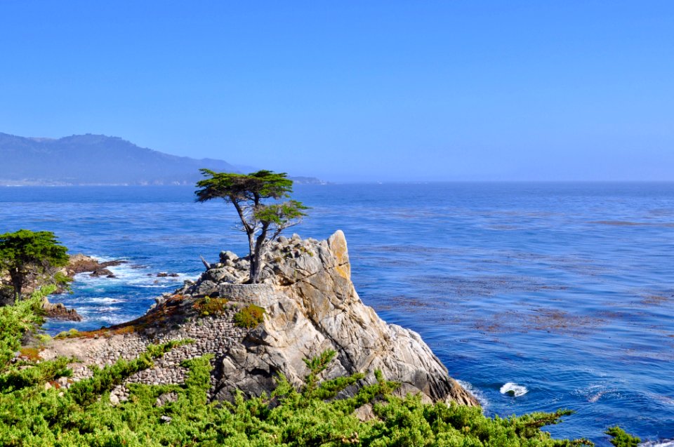 California, Coast, Tree