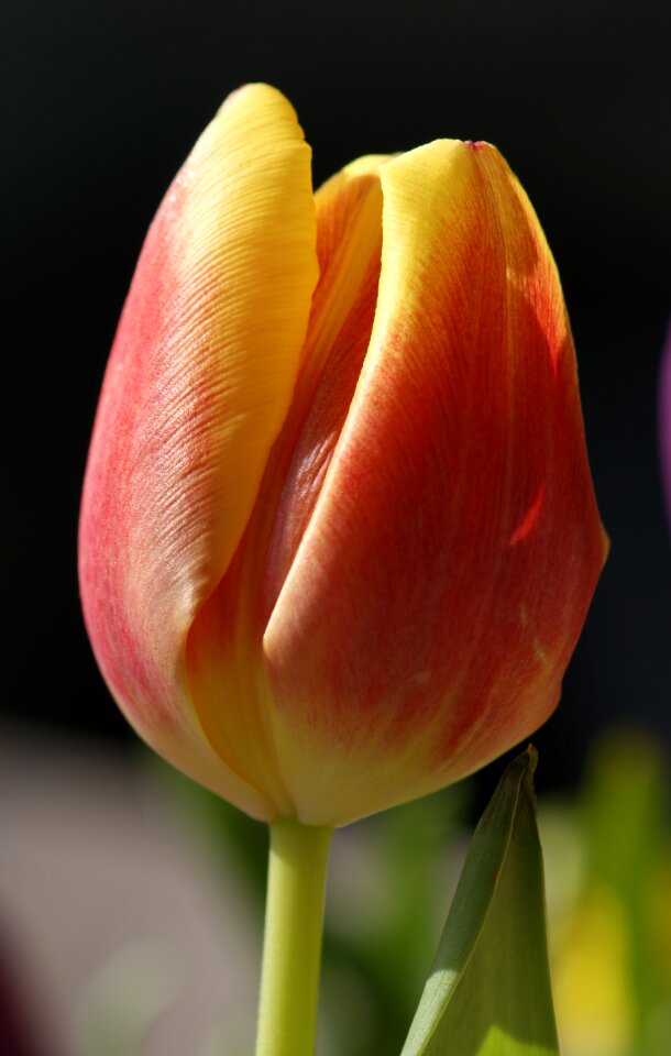 Spring close up blossom photo