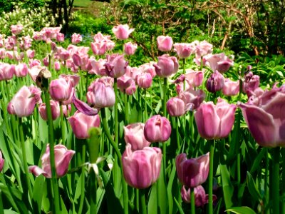 A field of pink tulips.