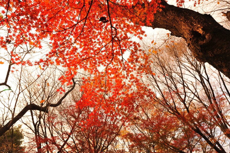 Japan sunbeams natural