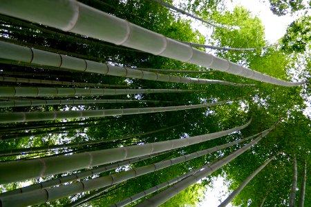 Japan, Kyoto, Kyoto prefecture