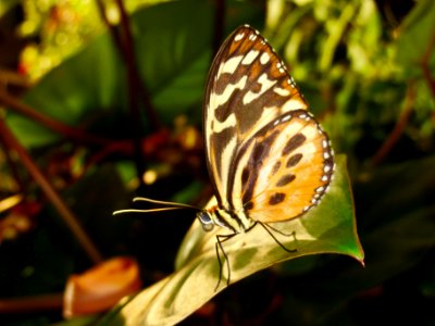 Butterfly sitting on a leaf.