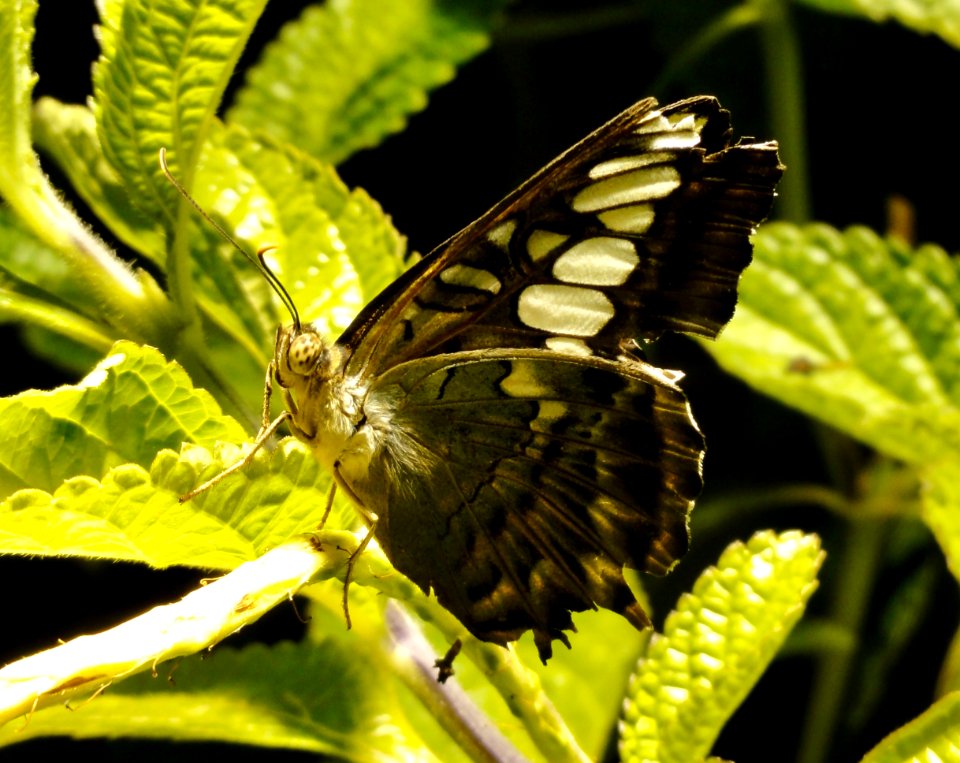 Dark butterfly sitting on a leaf.