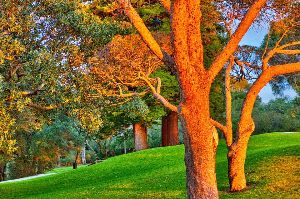 Australia, Point walter reserve, Bicton