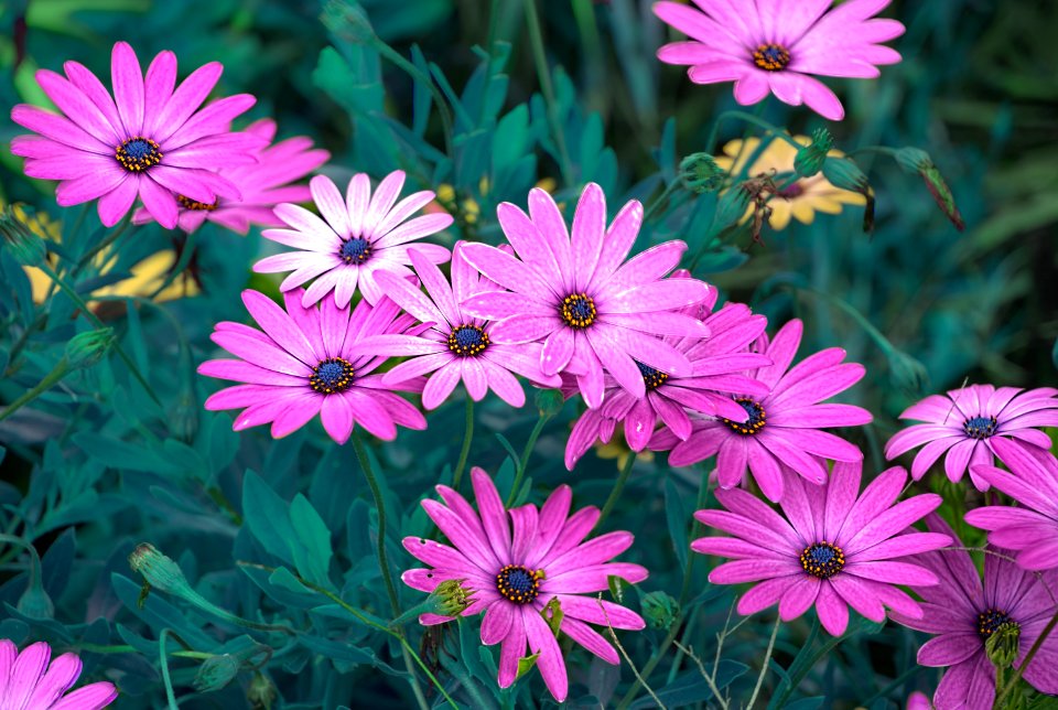 Booragoon, Australia, Garden