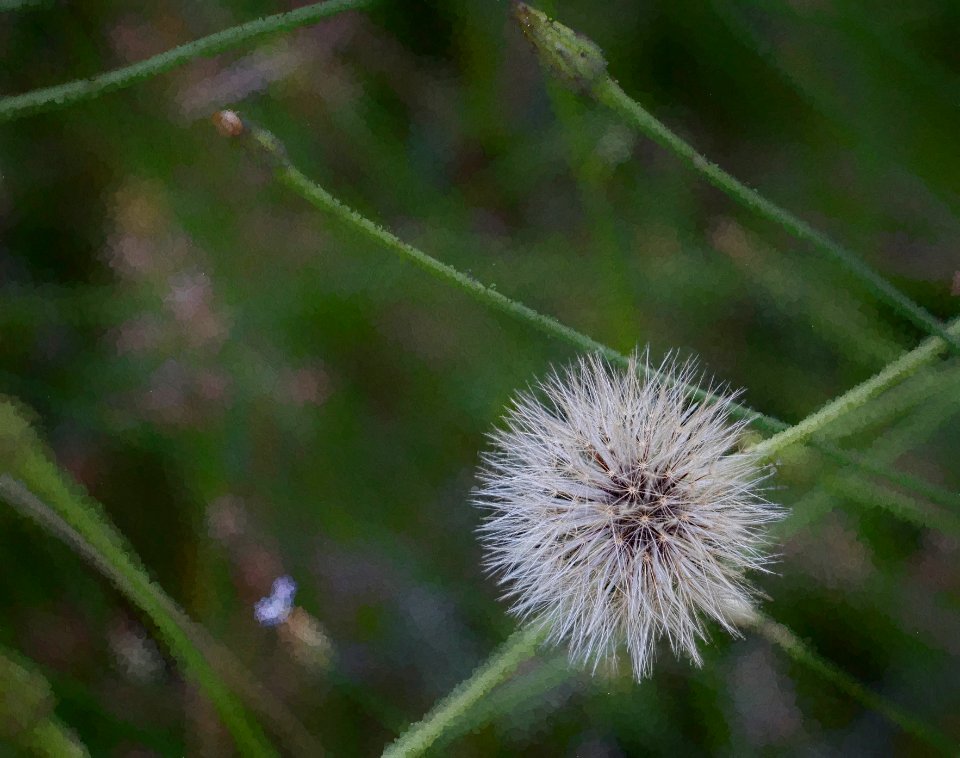 Booragoon, Australia, Crisp
