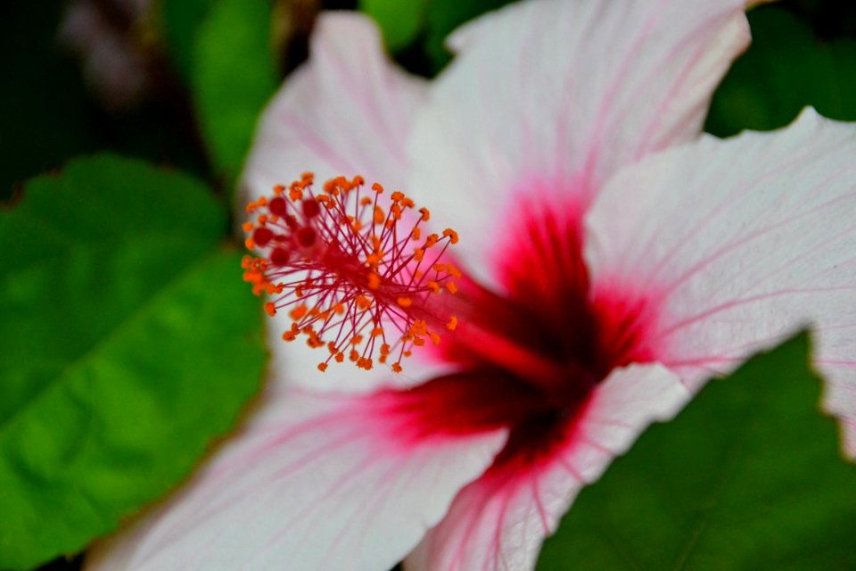 Portugal, Detalhe, Macro