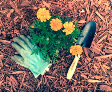 Greenery, Floral, Flower
