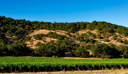 Sonoma crop agriculture