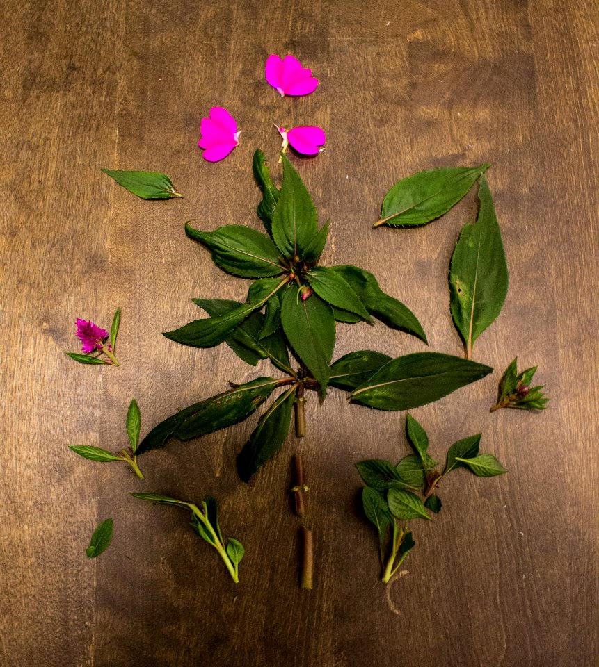 Petal, Pink, Abstract