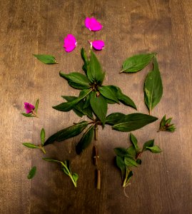 Petal, Pink, Abstract