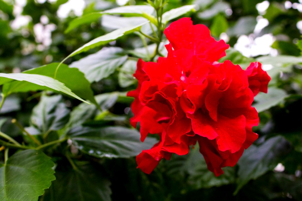 Floral, Closeup, Leaves