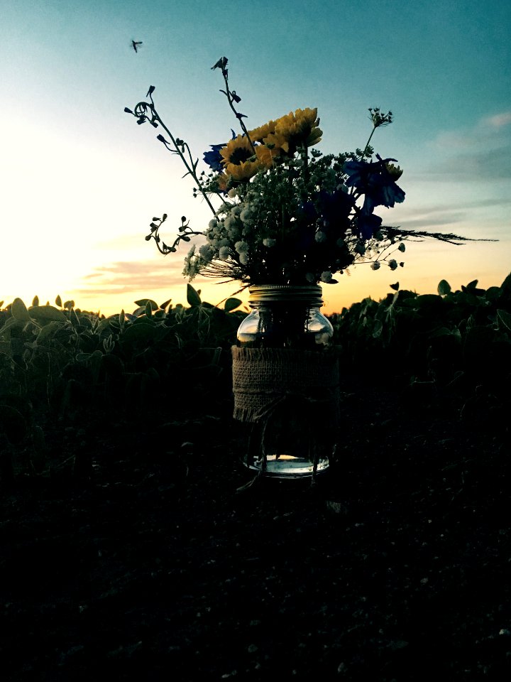 Summer, Sunset, Greenery