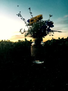 Summer, Sunset, Greenery