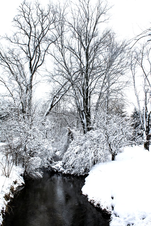 Winter, Forest, Wood