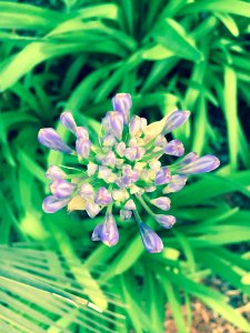 San diego, United states, Purple