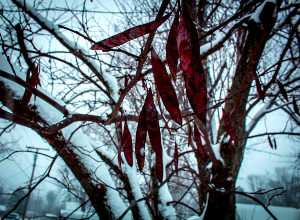 Canon, Snow, Midwest