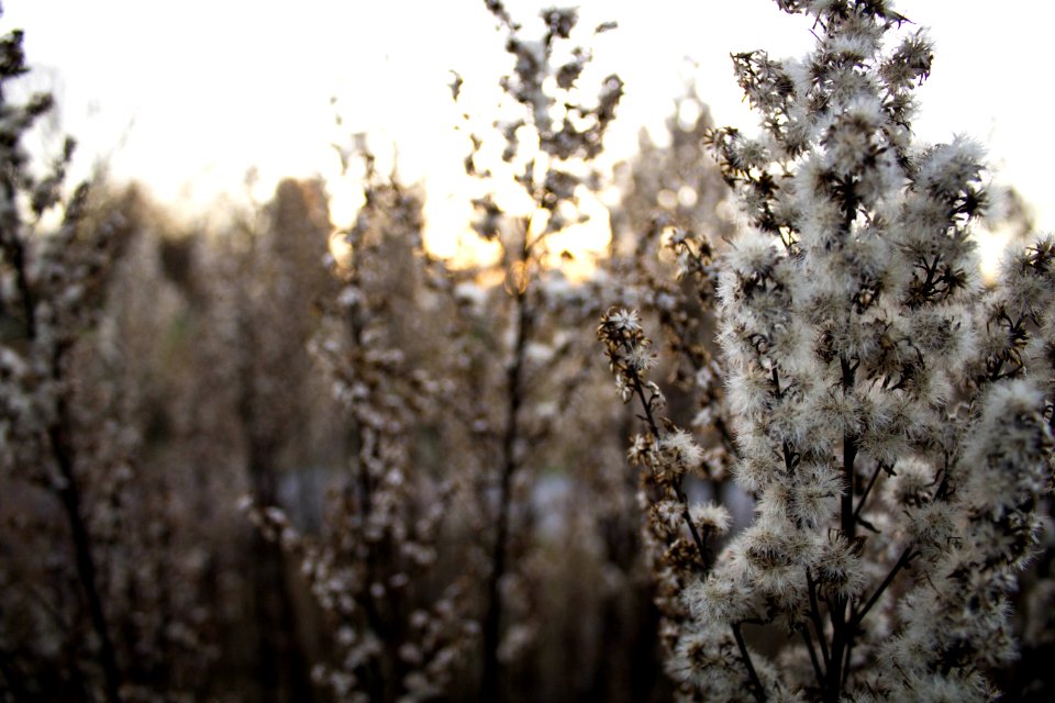 Golden hour, Sunset, Closeup