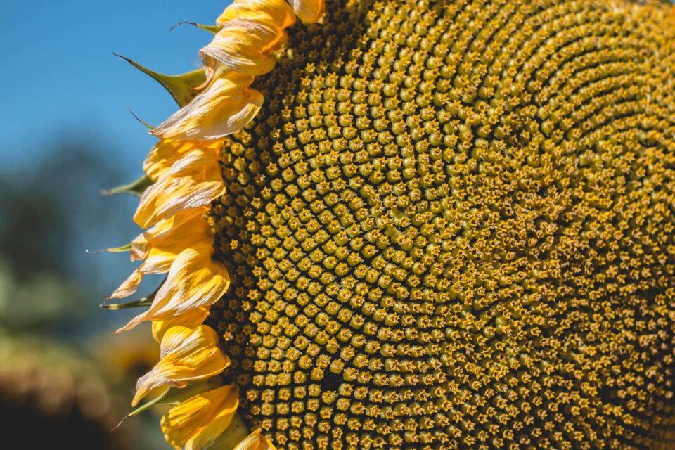 Disk florets flora flower