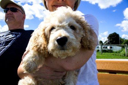 Dog, Puppy, Summer