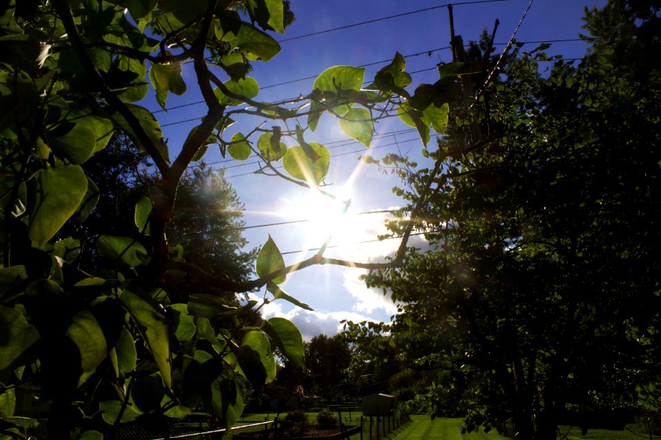 Summer, Bluesky, Nature