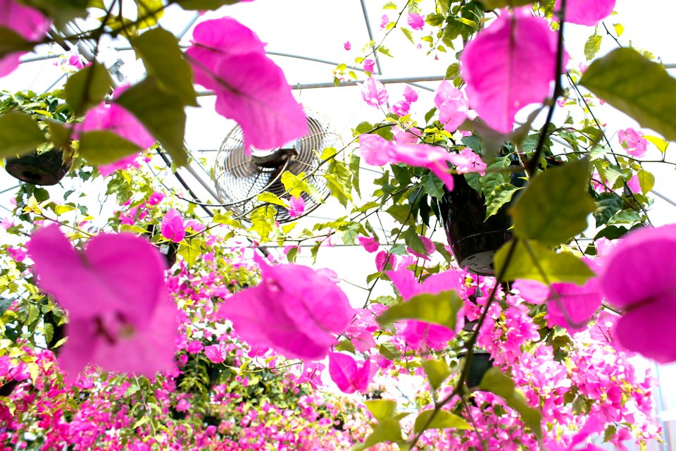 Summer, Spring, Greehouse
