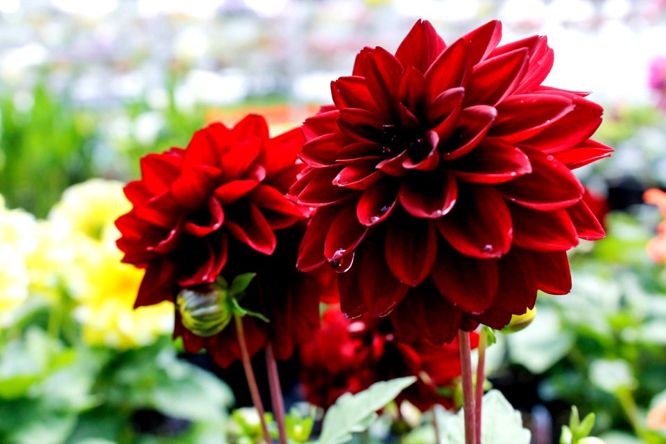 Petal, Closeup, Drop
