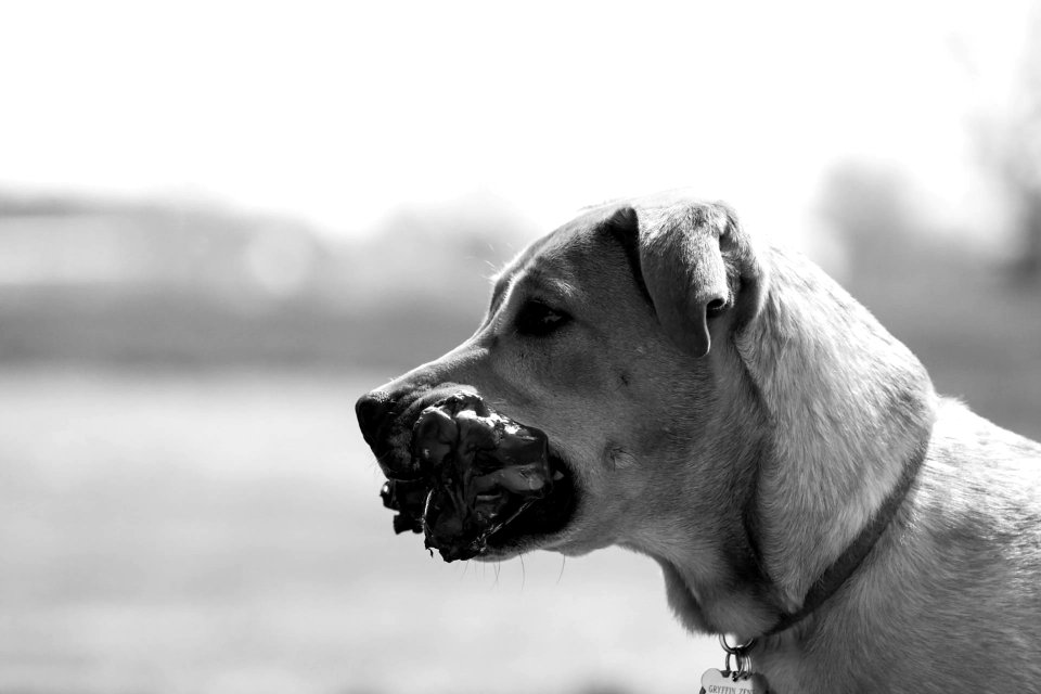 Pet, Puppy, Close up