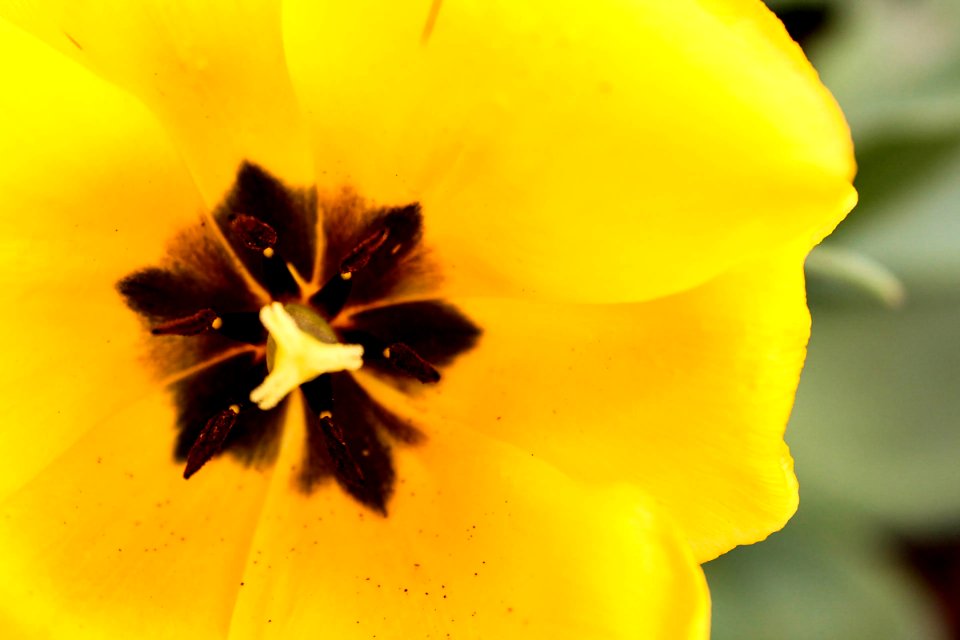 Nature, Summer, Close up