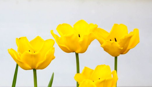 Summer, Nature, Tulip