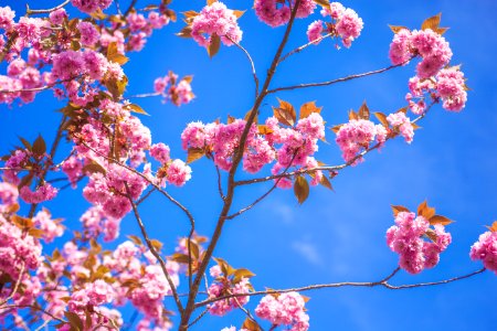 pink flowers plant under blue sky during daytime photo