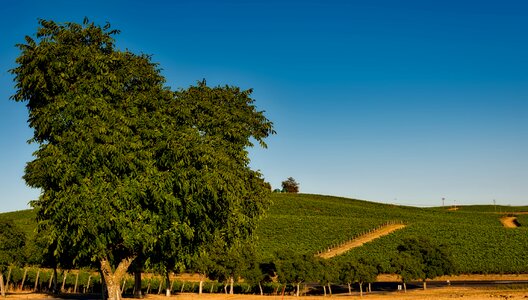 Sonoma crop agriculture
