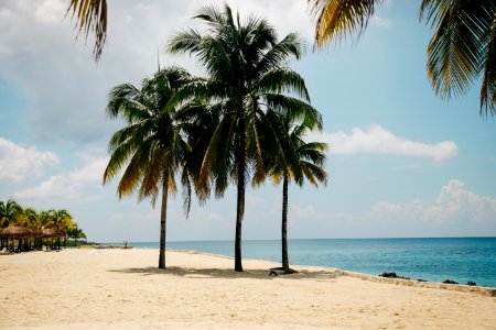 three coconut trees on brown sand near body of water during daytime photo