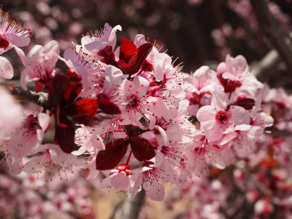 Cherry hill tree flowering