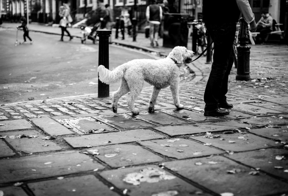 grayscale photo of dog walking on sidewalk photo