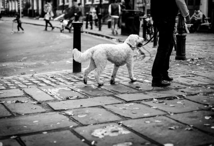 grayscale photo of dog walking on sidewalk photo