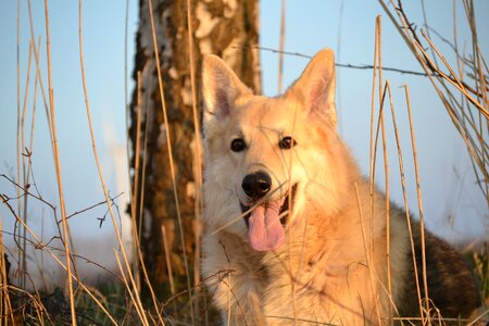 Dog sled dog hybrid german shepherd hybrid photo