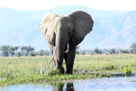 Big tusks male