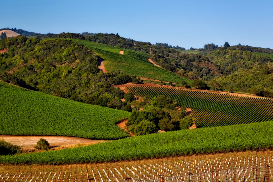 Sonoma crop agriculture