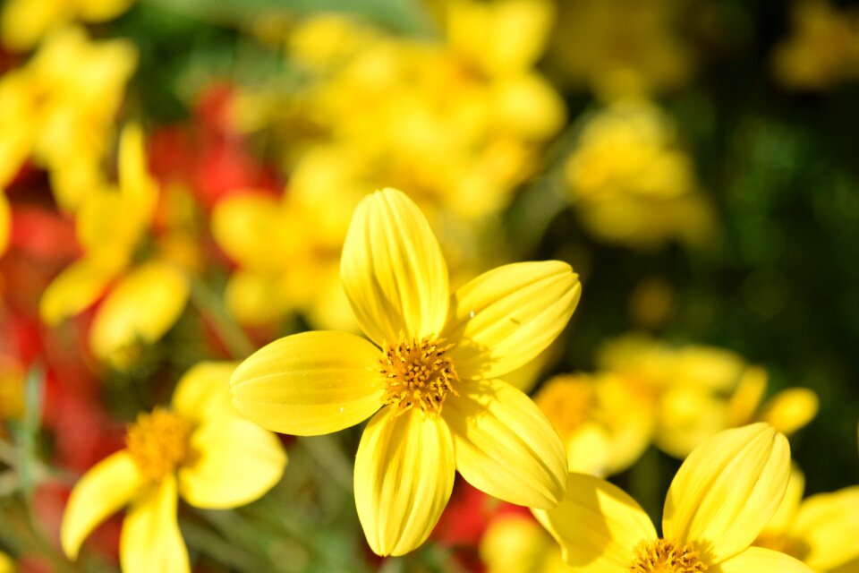 Flowers yellow five-leaved