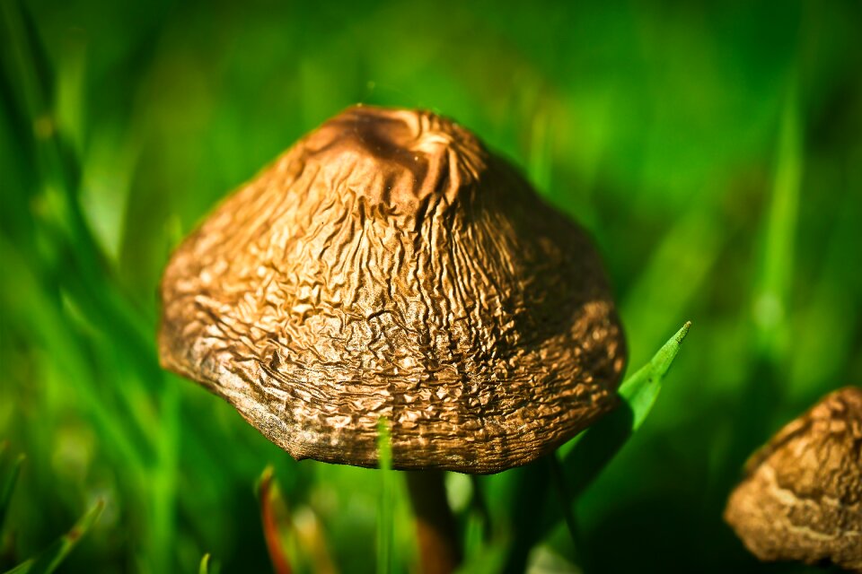 Fruiting bodies multiplication brown