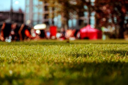 shallow focus photography of green grass field photo