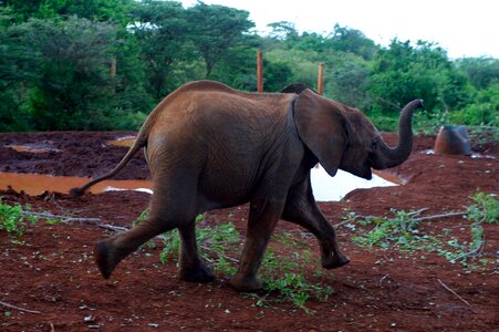 Kenya africa trunk photo