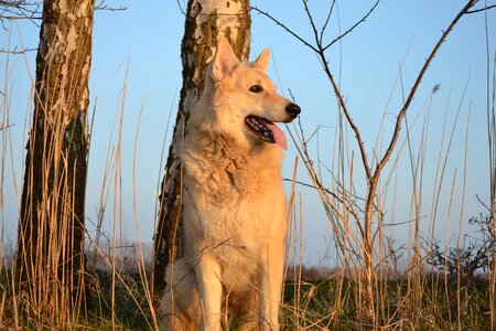 Dog sled dog hybrid german shepherd hybrid