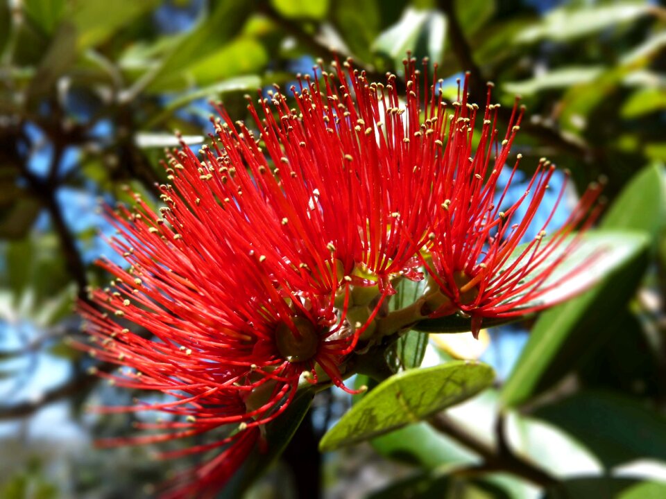 Flower red nature