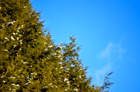 Evergreen, Sky, Blue