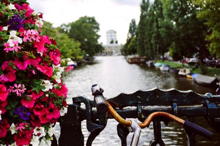 Amsterdam, Netherl, Flower photo